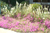 Williamson Landscape Possibilities