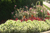 Williamson Landscape Possibilities