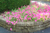 Williamson Landscape Possibilities