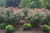 Williamson Landscape Possibilities