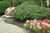 Williamson Landscape Possibilities