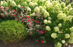 Williamson Landscaping Images