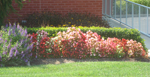 Williamson Lawn and Landscape Flower Image