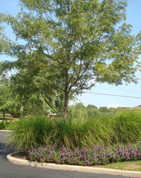 Williamson Landscape Image